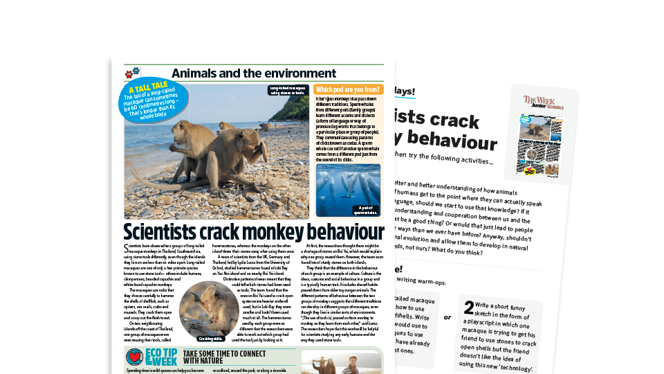 image of Topical Tuesdays: Evolution in Monkey Behaviour – KS2 News Story and Reading and Writing Activity Sheet from The Week Junior