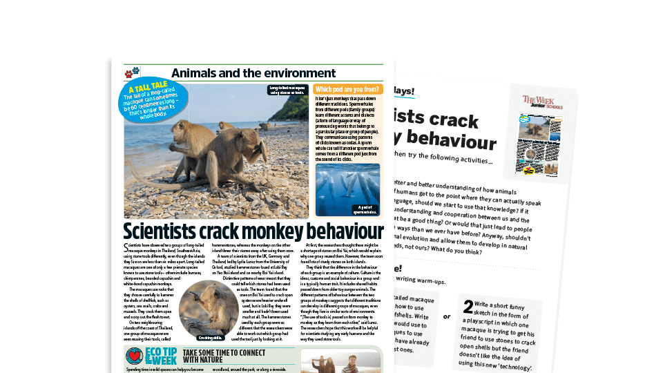Topical Tuesdays: Evolution in Monkey Behaviour – KS2 News Story and Reading and Writing Activity Sheet from The Week Junior | Plazoom Topical Tuesdays: Evolution in Monkey Behaviour – KS2 News Story and Reading and Writing Activity Sheet from The Week Junior | Plazoom