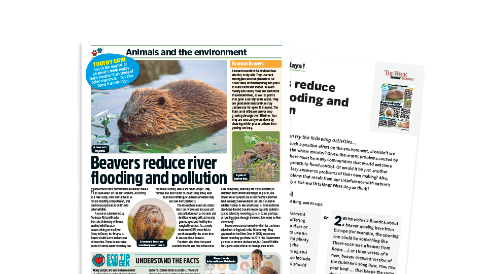 image of Topical Tuesdays: How Beavers Reduce River Flooding – KS2 News Story and Reading and Writing Activity Sheet from The Week Junior