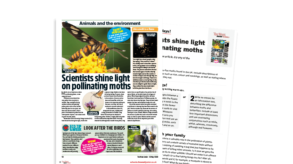 image of Topical Tuesdays: Moths and Pollination – KS2 News Story and Reading and Writing Activity Sheet from The Week Junior