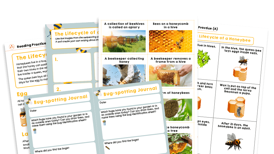 image of KS1 Home Learning Pack: Bees and other bugs