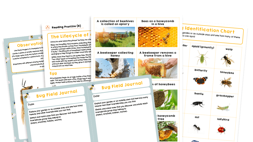 image of KS2 Home Learning Pack: Bees and other bugs
