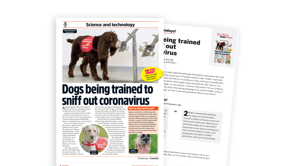 Topical Tuesdays: Training Dogs to Sniff Out Coronavirus – KS2 News Story and Reading and Writing Activity Sheet from The Week Junior | Plazoom Topical Tuesdays: Training Dogs to Sniff Out Coronavirus – KS2 News Story and Reading and Writing Activity Sheet from The Week Junior | Plazoom