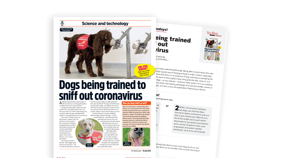 image of Topical Tuesdays: Training Dogs to Sniff Out Coronavirus – KS2 News Story and Reading and Writing Activity Sheet from The Week Junior