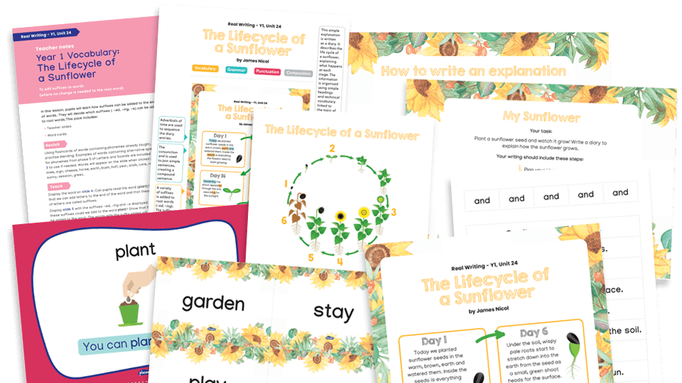 image of Year 1 Model Text Resource Pack 24: The Lifecycle of a Sunflower (Explanation Text; science)