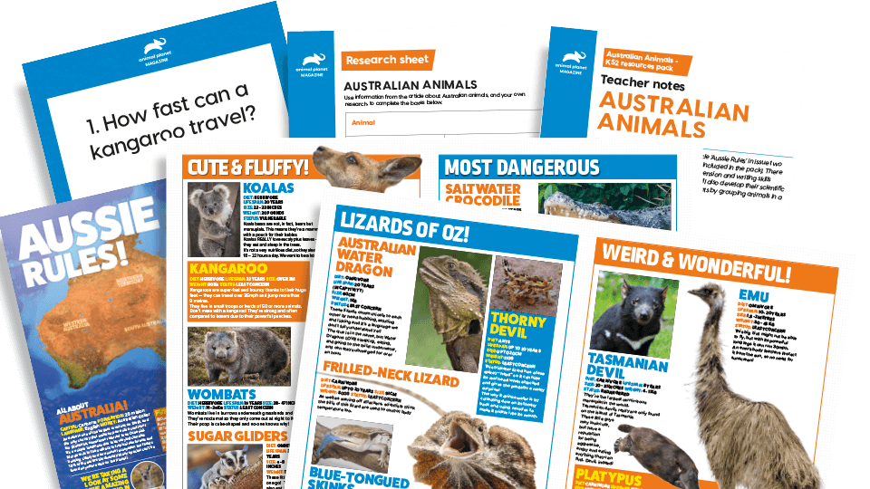 image of Australian Animals KS2 Comprehension and Writing Activities Pack