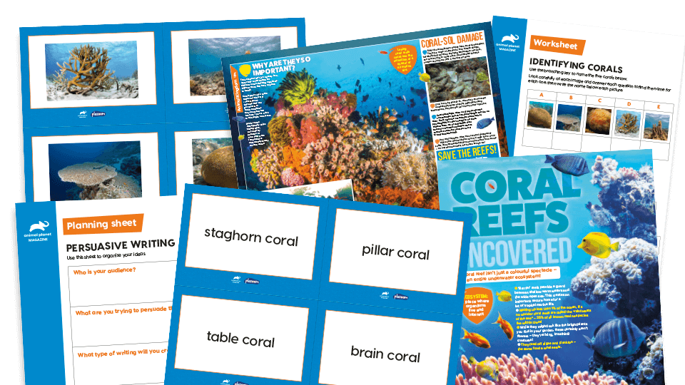 image of Coral Reefs – KS2 Comprehension and Writing Activities Pack