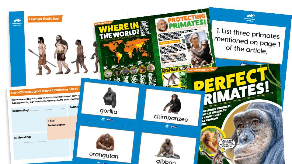 image of Perfect Primates – KS2 Comprehension and Writing Activities Pack