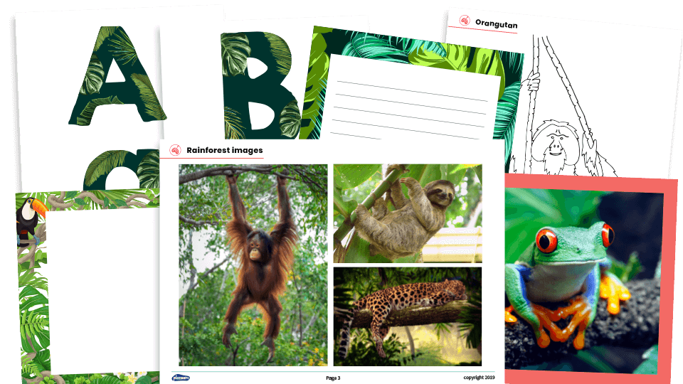 image of KS2 Art and Design – Rainforest-Themed Classroom Display and Collage Project Pack