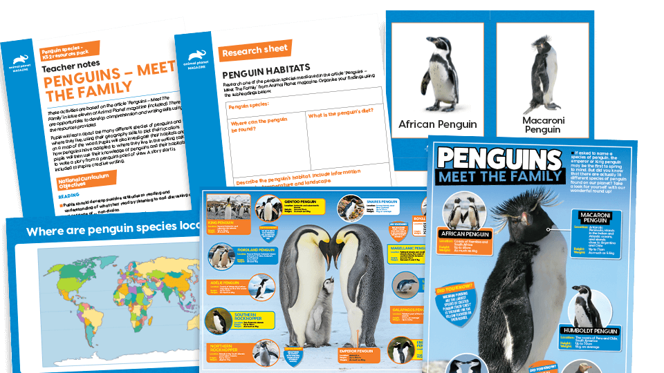 image of All About Penguins - KS2 Comprehension and Writing Activities Pack