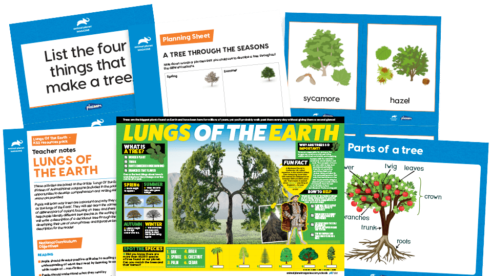 image of Trees: The Lungs of the Earth - KS2 Comprehension and Writing Activities Pack