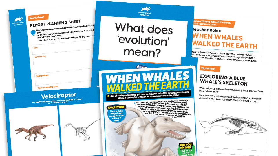 When Whales Walked the Earth: KS2 Comprehension and Writing Activities Pack with Worksheets