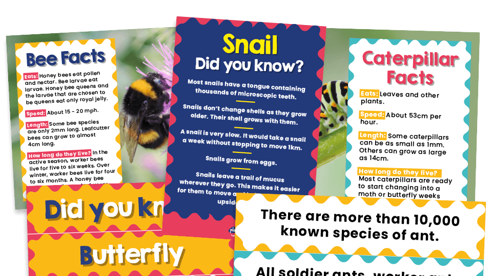 image of KS1 Science - Minibeasts Posters for Classroom Displays and Inspiration