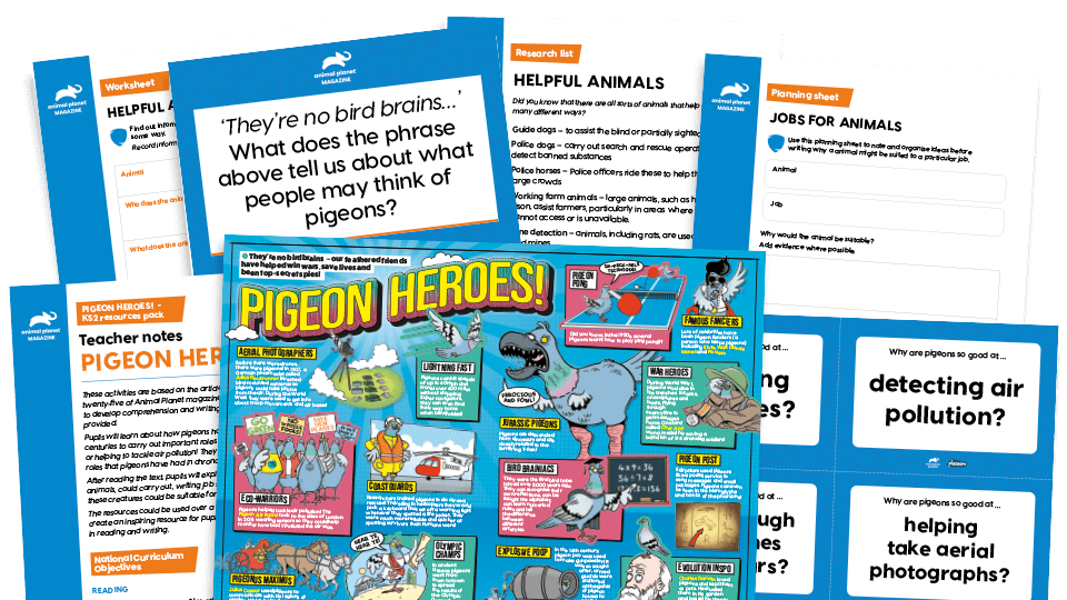 image of Pigeon Heroes: Key Stage 2 Comprehension and Writing Activities Pack with Worksheets