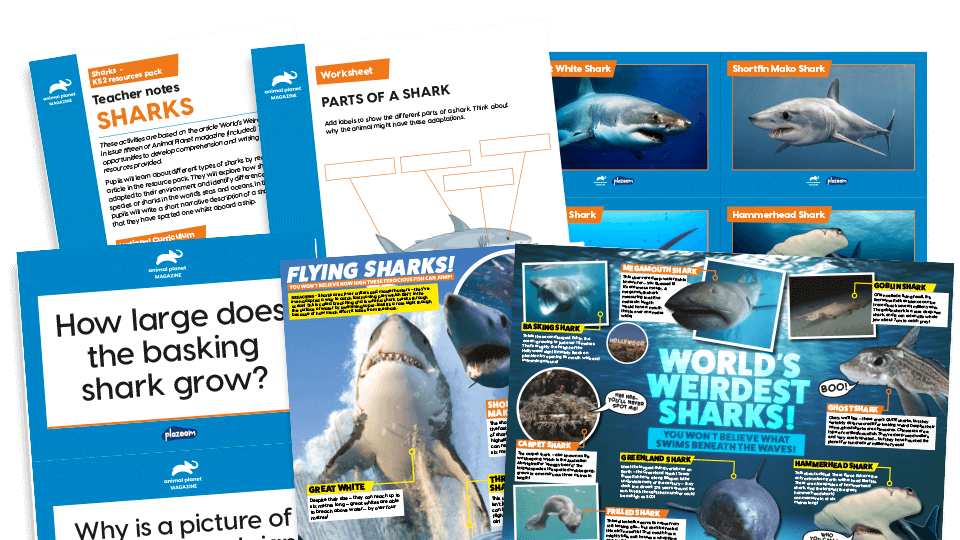 image of World’s Weirdest Sharks: KS2 Comprehension and Writing Activities Pack