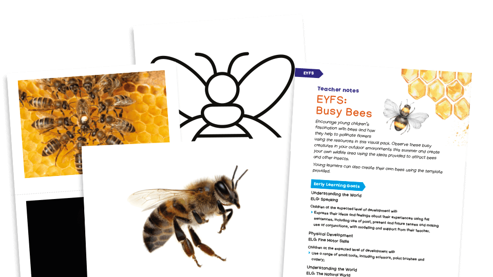 image of Busy Bees - EYFS Activities Pack - Understanding the Natural World