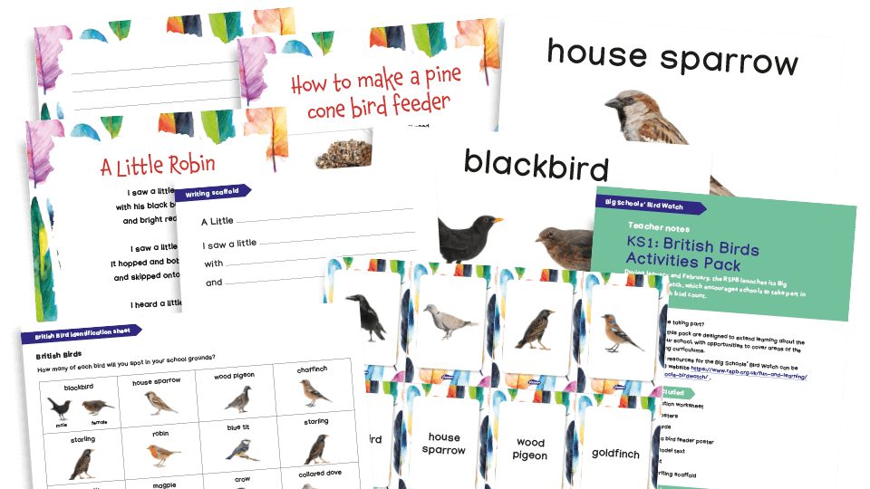 image of Big Schools’ Bird Watch - KS1 British Birds Resources Pack