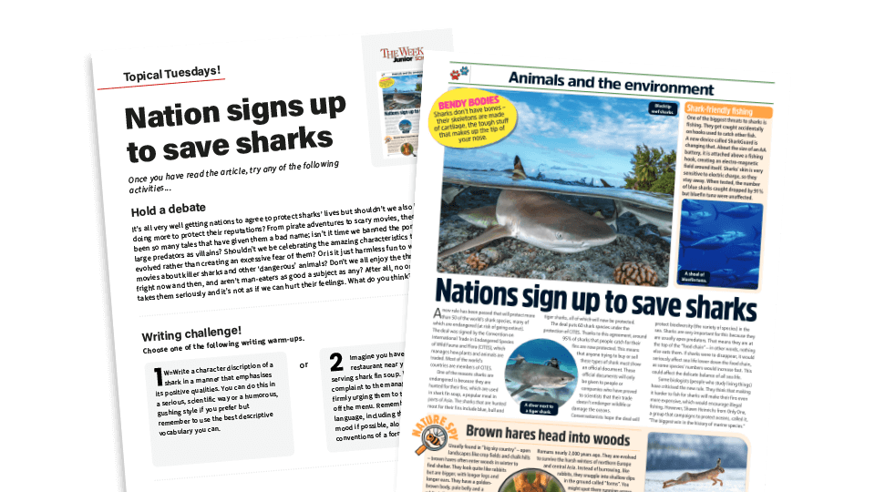 image of Topical Tuesdays: Saving the Sharks - Key Stage 2 News Story and Reading and Writing Activity Sheet from The Week Junior