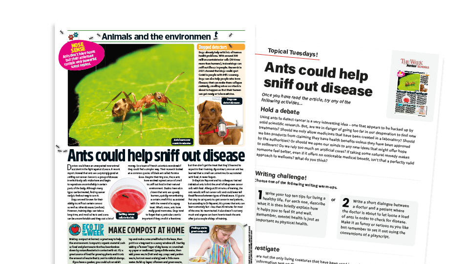 image of Topical Tuesdays: Ants to the Rescue - KS2 News Story and Reading and Writing Activity Sheet from The Week Junior