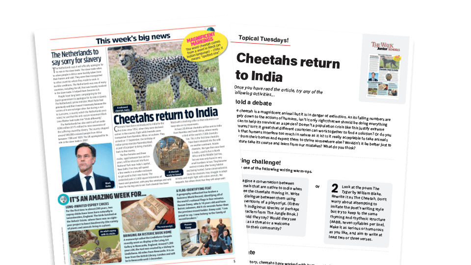 Topical Tuesdays: Reintroducing the Cheetah - Key Stage 2 News Story and Reading and Writing Activity Sheet from The Week Junior