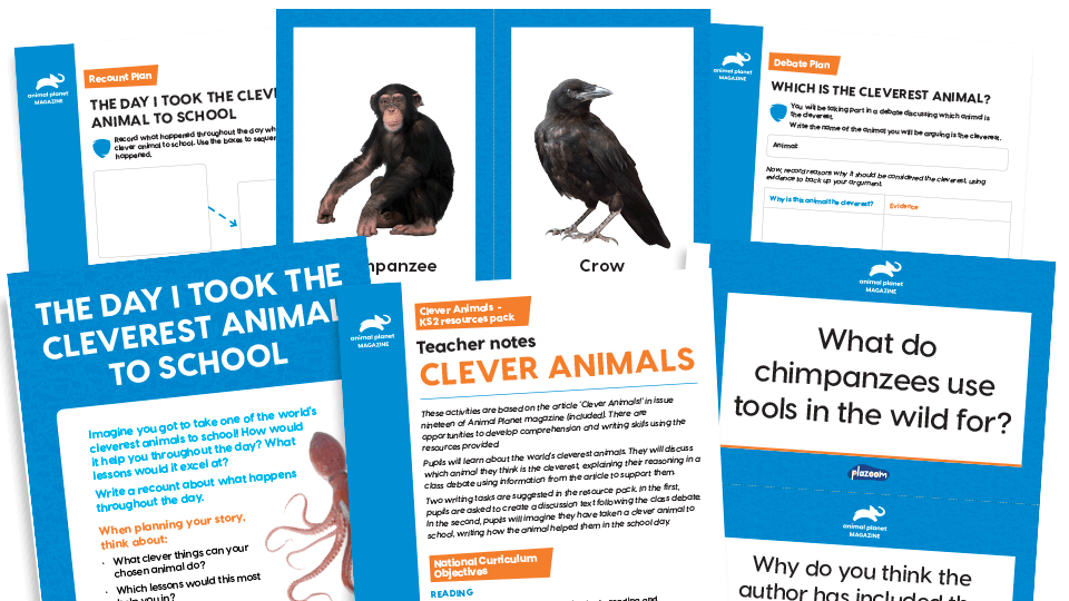 image of Clever Animals: KS2 Comprehension and Writing Activities Pack with Worksheets