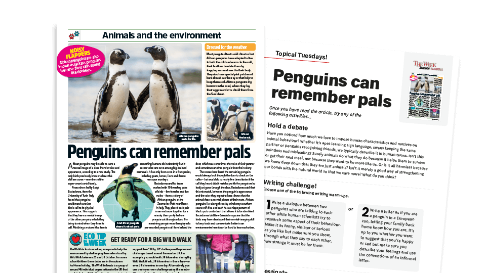 image of Topical Tuesdays: Penguin Pals - KS2 News Story and Reading and Writing Activity Sheet from The Week Junior