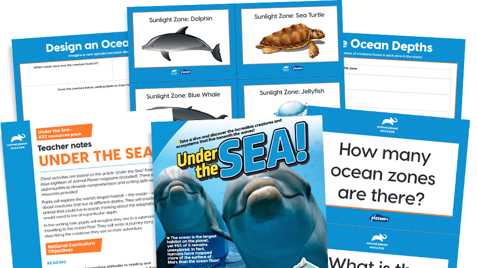 Under The Sea Ks2 Comprehension And