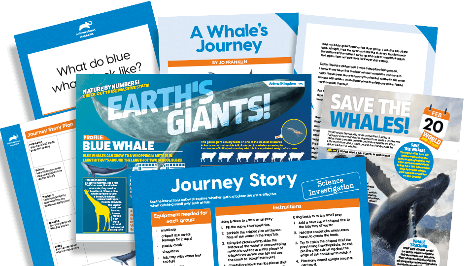 image of Year 3 and Year 4 Cross-Curricular Resources Pack: A Whale’s Journey - created in association with Animal Planet magazine