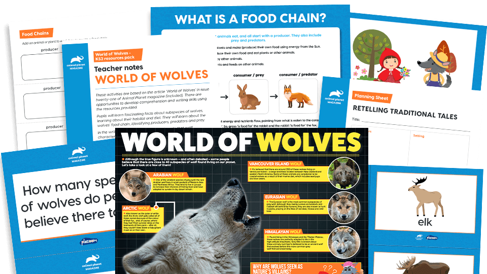 image of The World of Wolves: Key Stage 2 Comprehension and Writing Activities Pack with Worksheets