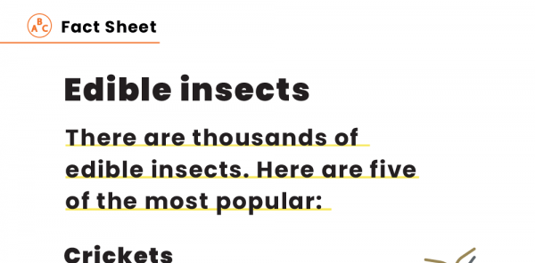 Persuasive Writing KS2 – ‘Eating Insects’ Topic in 5 Lessons | Plazoom