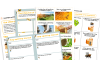 Image of KS1 Home Learning Pack: Bees and other bugs