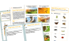 Image of KS2 Home Learning Pack: Bees and other bugs