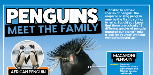 All About Penguins - KS2 Comprehension and Writing Activities Pack