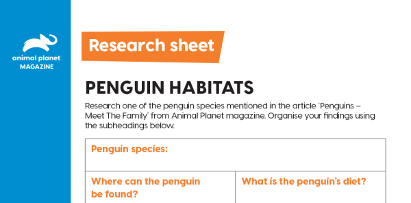 All About Penguins - KS2 Comprehension and Writing Activities Pack