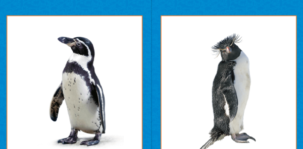 All About Penguins - KS2 Comprehension and Writing Activities Pack